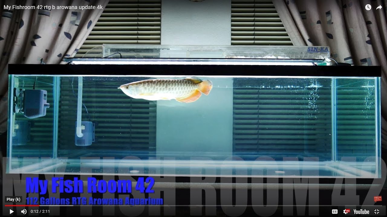 RedTailGold Arowana Update 