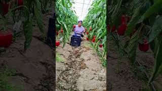 Kim Yıkmış Dünyaya Bukadar Yükü Lütfen Izleyiniz