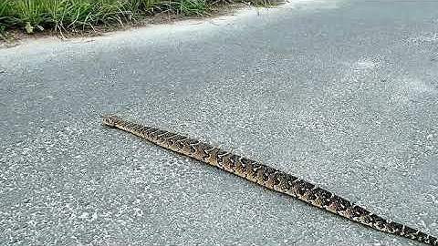 A Puffadder 