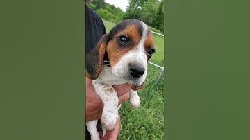 Talker!!  Tiny mini Beagle female puppy from Suzie