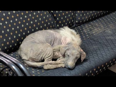 Video: Jak přivést adoptovaného psa domů
