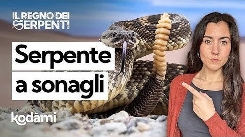 The Sound of the RATTLESNAKE: What is it for and how dangerous is its venom?