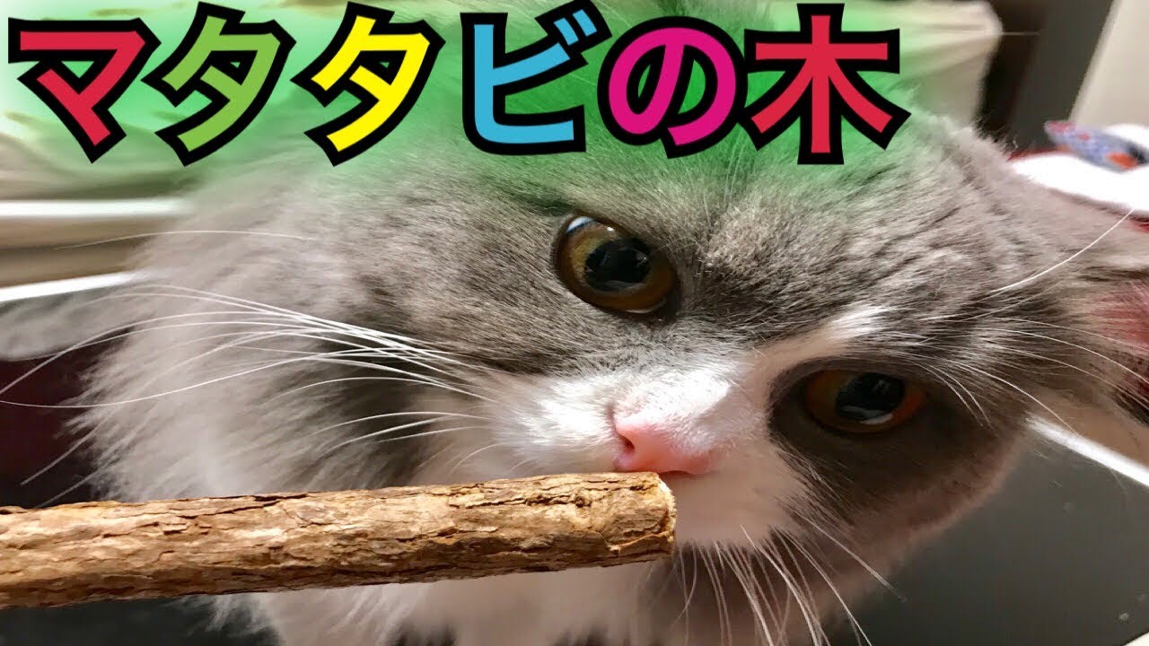 本店 猫が大好きなまたたびの木 5本セット