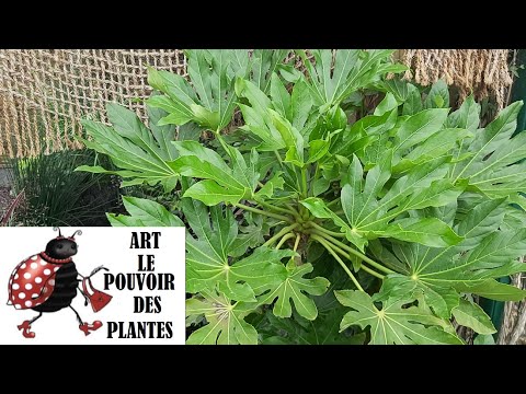 Vidéo: Instructions d'entretien de la fausse aralia : conseils pour cultiver la fausse aralia à l'intérieur