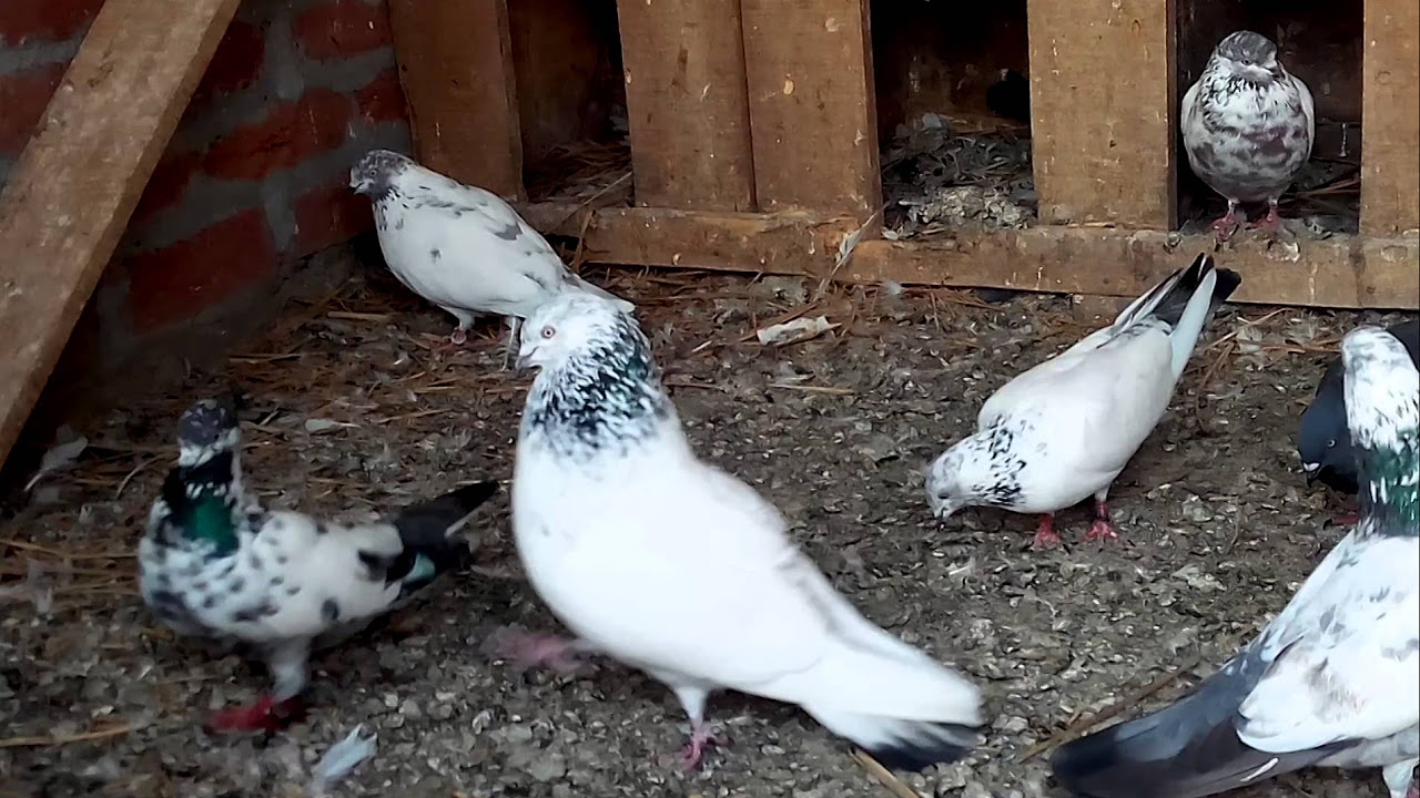 Shahjahanpuri pigeons Habeeb ullah khan