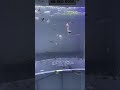 HB Red Rose Fry #guppy #aquarium #fishtank #freshwater