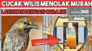 CARA MERAWAT CUCAK WILIS BAHAN AGAR GACOR