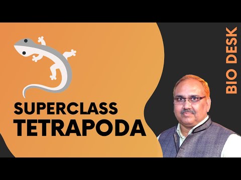 Superclass Tetrapoda - General Characteristics and Classification