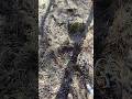 Смітник #metaldetecting #metaldetector #search #пошукзметалошукачем #знахідки #копвпосадке #поиск