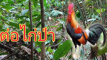 ต่อไก่ป่า Coj kuv tus qaib dib mus sim cuab   qaib qus tuaj pom kuv khiav lawm khuv xim kawg li 2023