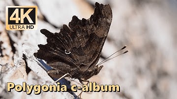 Comma (Polygonia c album)