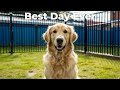 Dog boarding, dog daycare and dog training in South Florida Dog boarding, dog daycare and dog training in South Florida