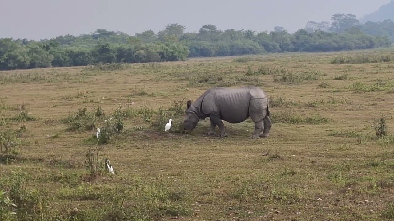 Kaziranga national park 🏞 subscribe kori diba 