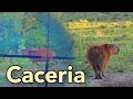 EN BUSCA DEL CIERVO, CAZA MAYOR🦌🐗! No creerás todo lo que ví!! Aventura en Corrientes ³