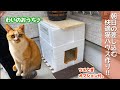 【猫ハウスDIY】2020冬到来！ツンデレ野良猫が快適に眠れる猫小屋を発泡スチロールで作ろう！