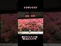 豊岡の紅葉10選【但馬安国寺 ドウダンツツジ】 #shorts