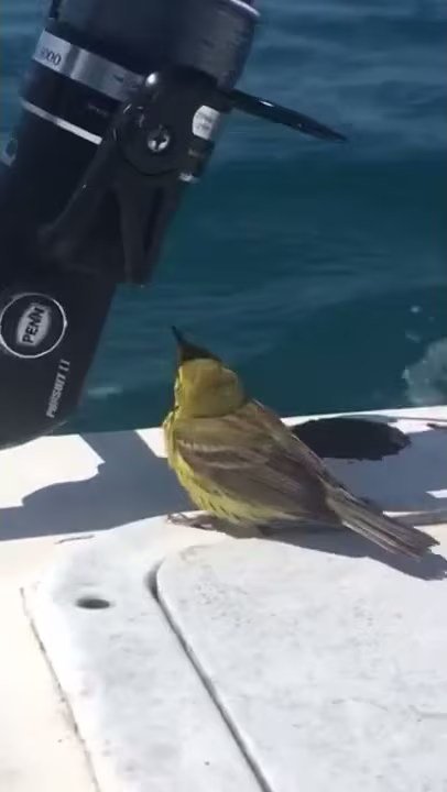 Seabird hitch hiking offshore  #freeride #freebird #tbt #OTHC #birdwatching