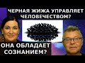 Глобалисты употребляют жижу? Как она влияет на людей? Идеальная пара #532