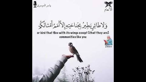 اجمل حالة واتس اب قرآن كريم للقارئ الشيخ ياسر الدوسري