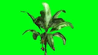 green screen banana/poho pisang#greenscreenvidio#greenscreenanimasi