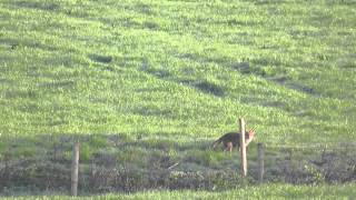 200 yard fox shot (headshot)