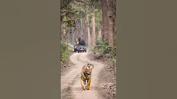 Scar Warrior Beast From Dudhwa Wildlife Bigcat Tiger India Warrior Scar 
