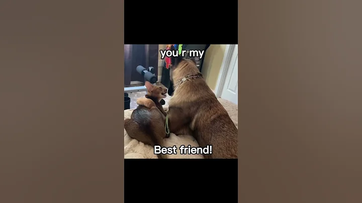 Video 5026921: abyssinian kitten catlover, abyssinian kitten cat, abyssinian cats dogs, abyssinian cattery, best cat kitten, pets