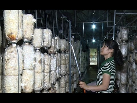 Video Hiệu quả bước đầu mô hình trồng nấm ở phường Quảng... - youtube