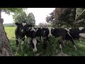 Cows! MoooVe it Ladies!  VR180 3D UHD Video