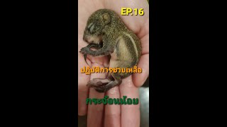 EP16. วิธีเลี้ยงลูกกระรอก Adopt a baby squirrel