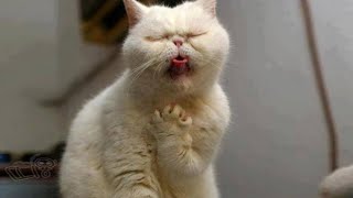 funny cats and dogs you haven’t seen yet do not miss your chance look at them they are very funny by Best Funny4 225 views 3 years ago 2 minutes, 33 seconds
