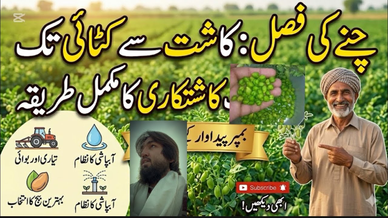 Amazing Benefits of Chickpea (Chana)Crop | Pakistan main Chane ki fasal ke hairat angeiz fawaid