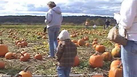 the pumpkin patch 2009
