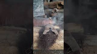 sawing wood on bamboo, the traditional art of starting a fire #firemaking  #survivalfire