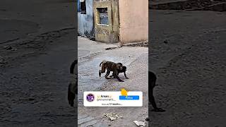 ye Hai Bandar 😆🤣