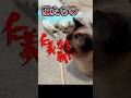 摩訶不思議な猫の戦い方 #猫 #funny