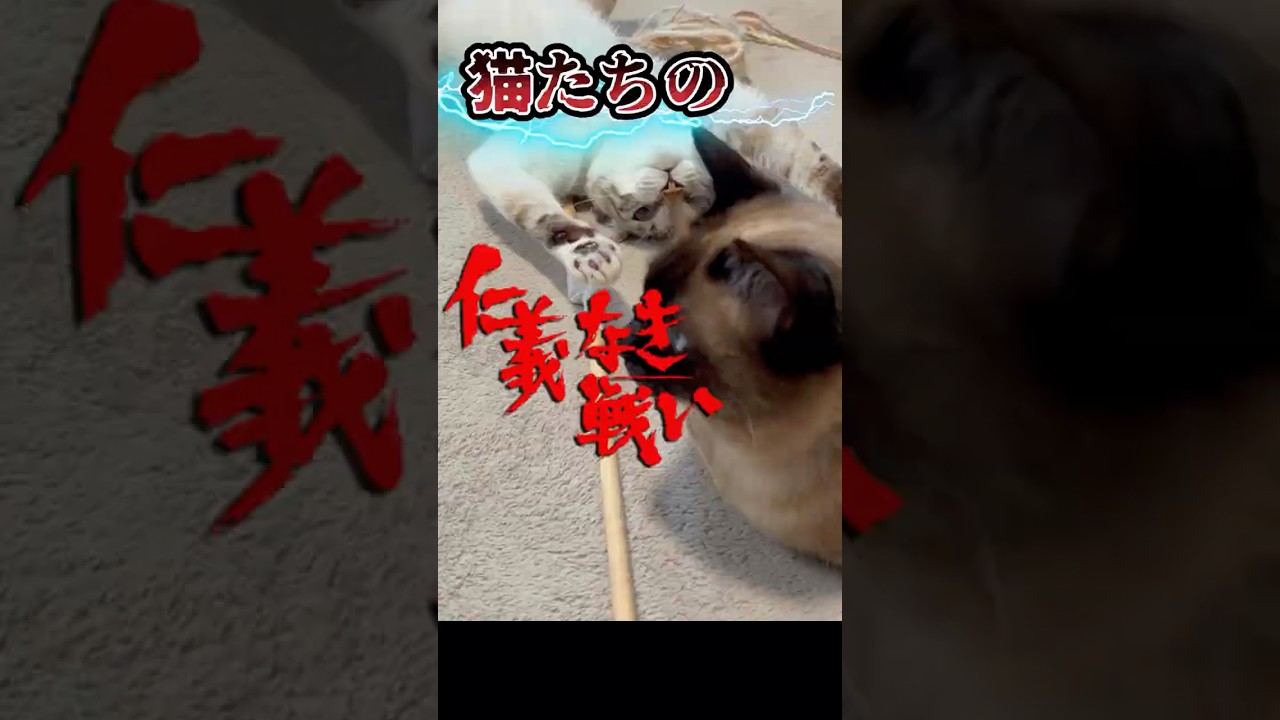 摩訶不思議な猫の戦い方 #猫 #funny