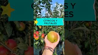 Cítricos y frutales también en verano #frutal #huerta #manzano