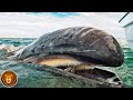 Les 10 Baleines les Plus Rares dont Vous N&#39;Avez Jamais Entendu Parler