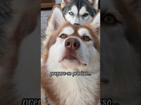 Vídeo: Sobre cães Chipoo