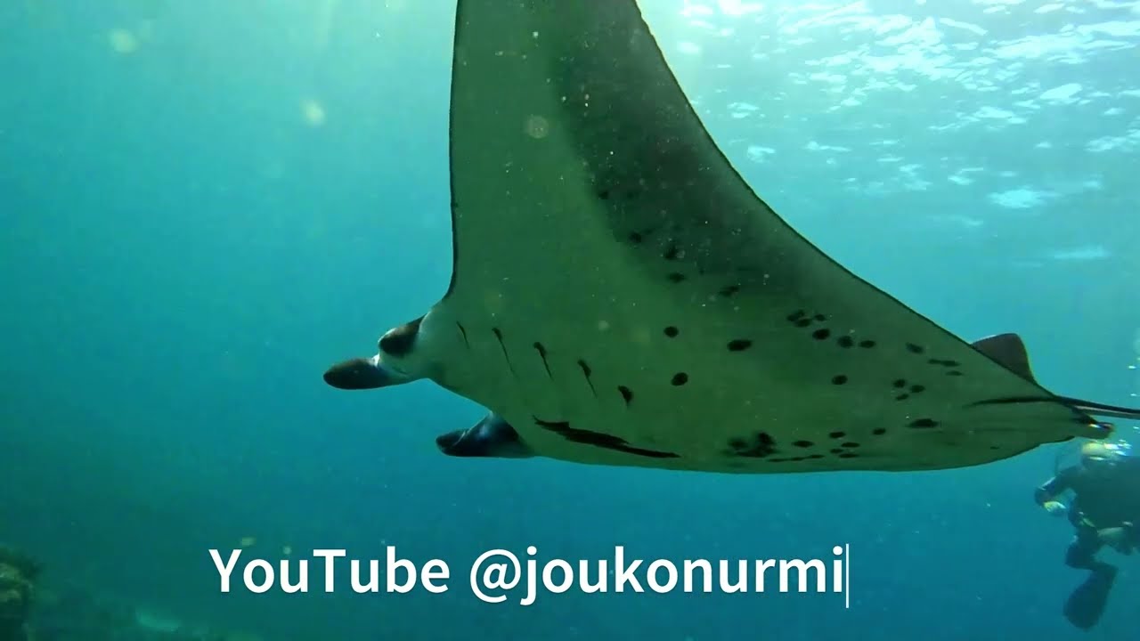 Manta Ray slow motion pass