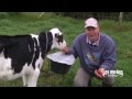 Como Engordar Terneras Holstein con Lactoremplazante - Levante - TvAgro por Juan Gonzalo Angel