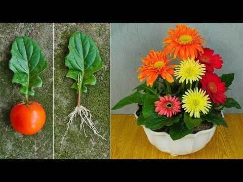 3-color gerbera pots grown from leaves, Method of growing gerbera with