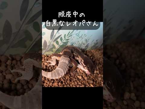 【レオパ】ブラックナイトの脱皮シーンは一層面白いｗｗｗ #shorts #vtuber #爬虫類 #ヒョウモントカゲモドキ #レオパードゲッコー #爬虫類飼育
