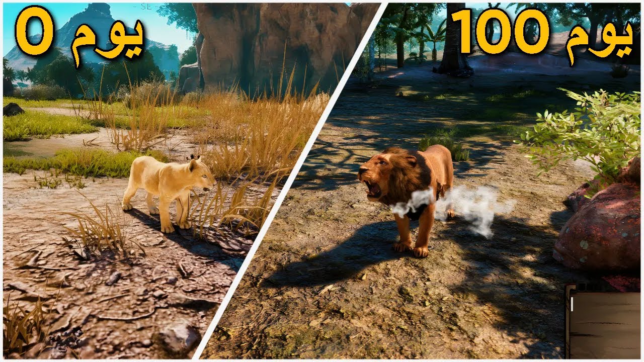 حياة الأسد #3 عودة ملك الغابة (من الولادة حتى البلوغ)🦁🔥 - Animalia Survival