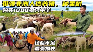 带领非洲人种果树，养1000头牛羊，经验不足状况频发