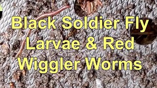 Black Soldier Fly Larvae and Red Wigglers In My Geobin Composter