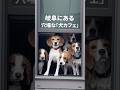 ここ知ってる？岐阜の穴場な犬カフェ
