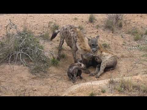 Hyena family interaction - Just listen to the sounds.