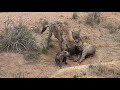 Hyena family interaction - Just listen to the sounds.